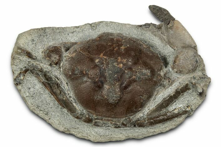 Eocene Fossil Crab (Pulalius) - Washington State #345524